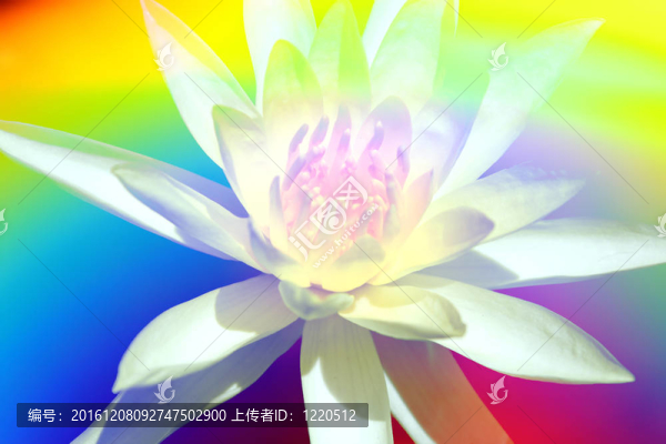 神圣的花朵背景
