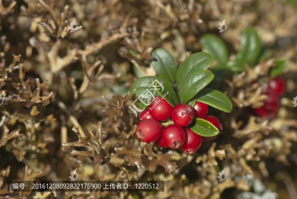 紅豆