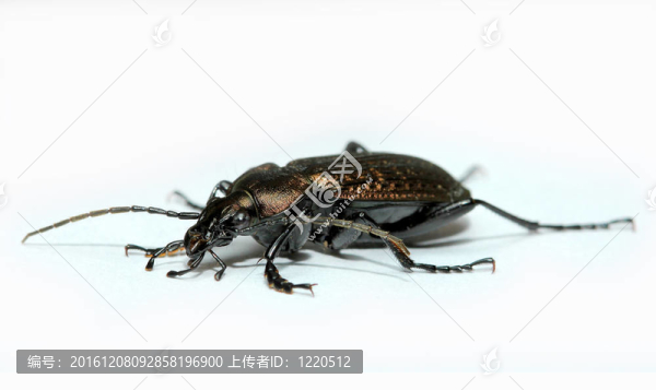 孤立的bug