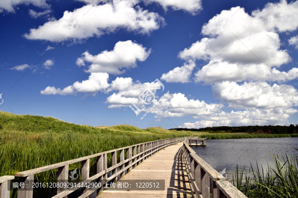 海濱沼澤浮橋