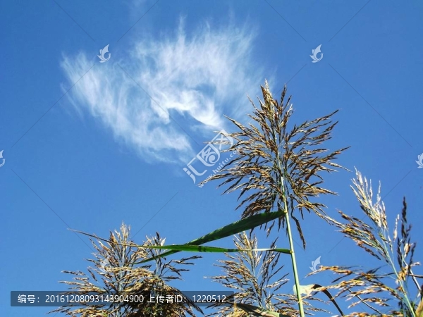 藍(lán)色天空的蘆葦4