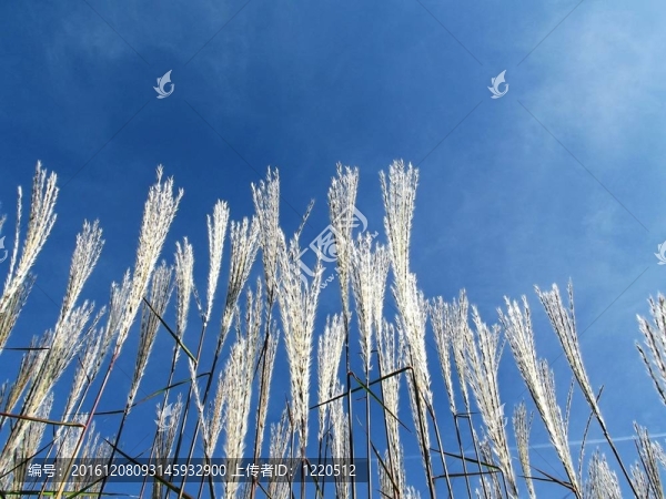 冬小麥與天空1