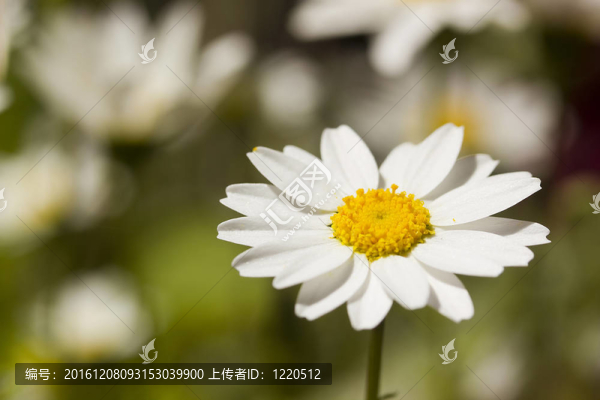 白色的雛菊