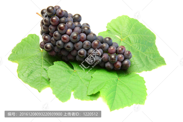 藍葡萄綠色葉，白色背景上分離