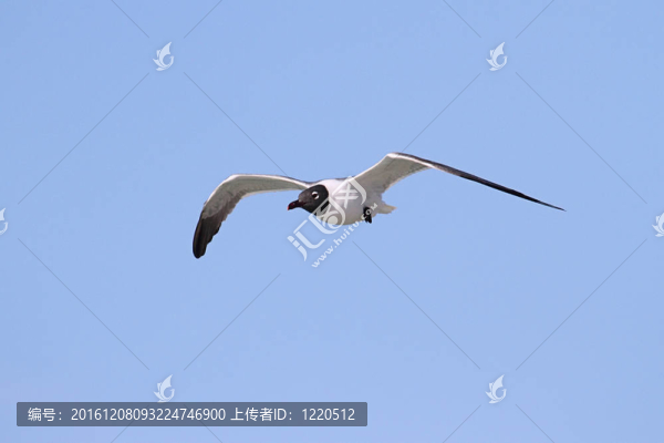 笑鷗的海洋