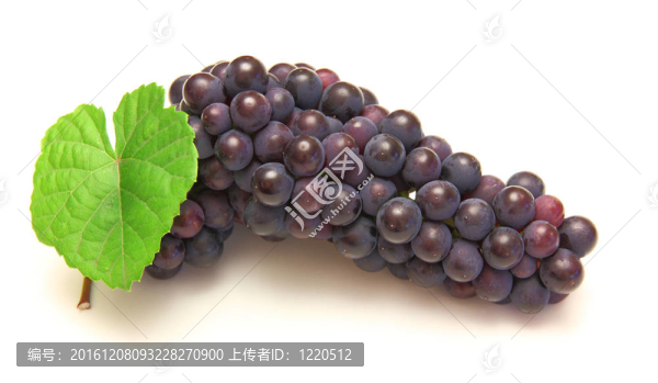 藍(lán)葡萄綠色葉，白色背景上分離