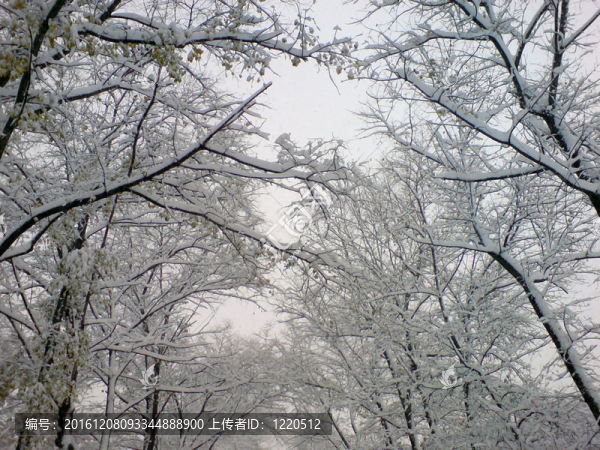 樹(shù)上的初雪
