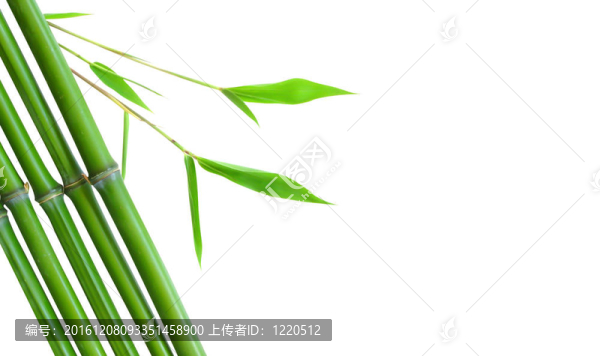 綠色小竹緣