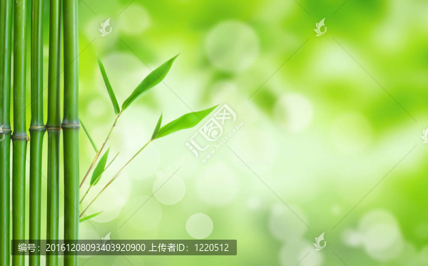 美麗的竹緣