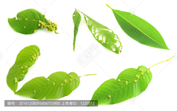 白葉