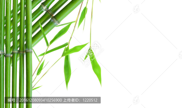 綠色小竹緣