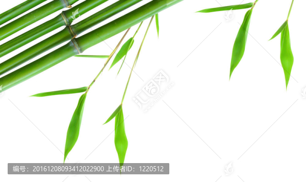綠色小竹緣