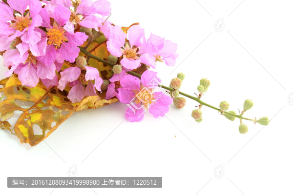 粉紅色花朵的細節(jié)