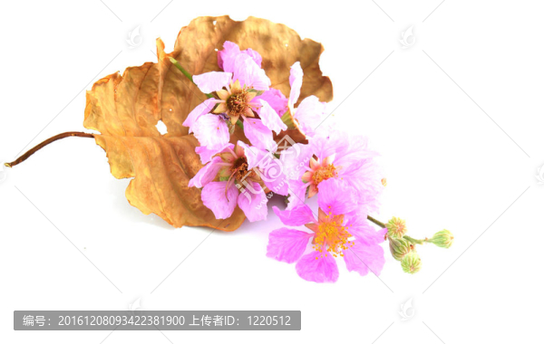 粉紅色花朵的細(xì)節(jié)