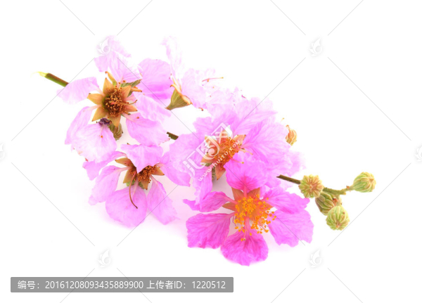 粉紅色花朵的細(xì)節(jié)