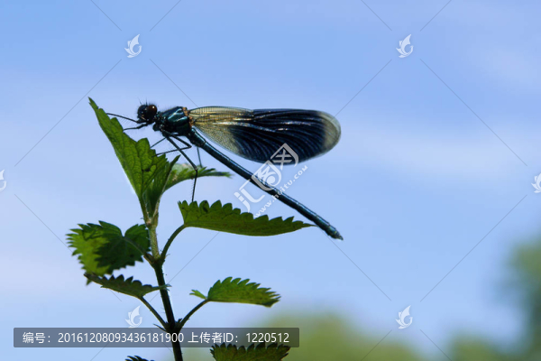 蜻蜓在白色上與世隔絕