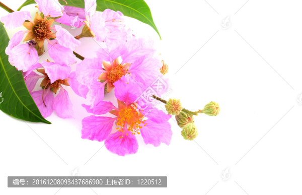 粉紅色花朵的細(xì)節(jié)