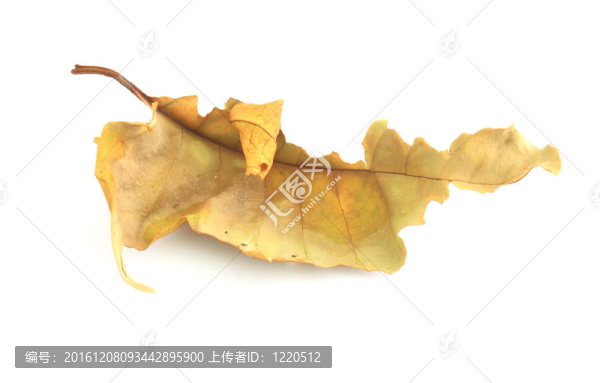 干葉分離