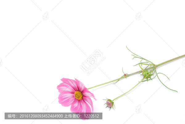 粉紅色的花
