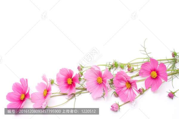 粉紅色的花