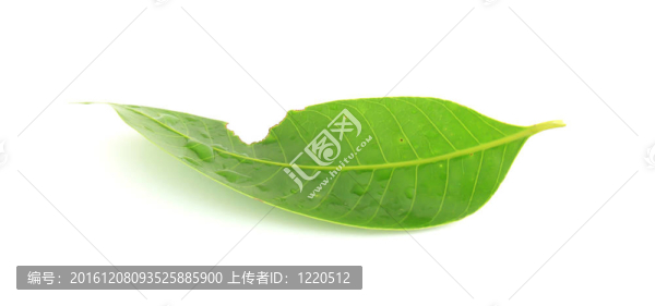 帶水滴的綠葉