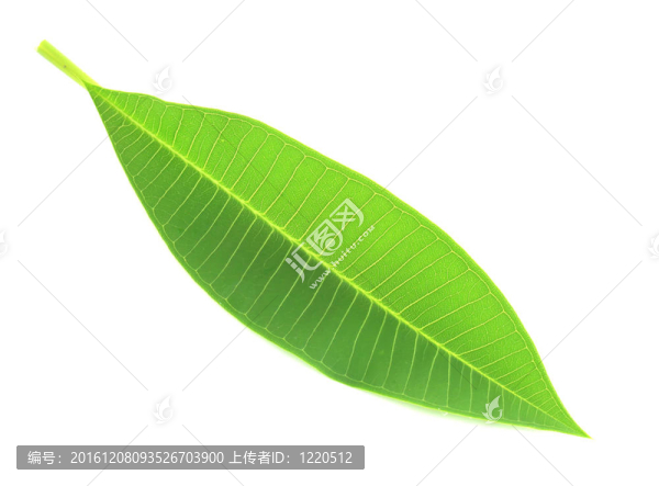 白葉