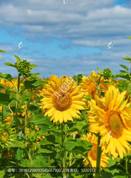 向日葵花田