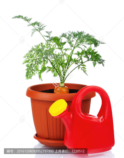 胡蘿卜在塑料