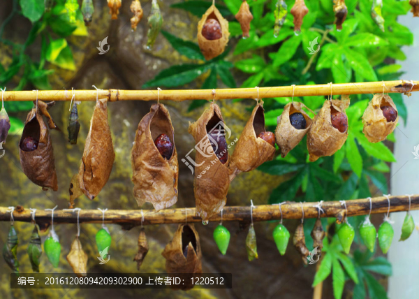 蝴蝶從繭