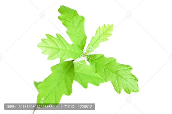 小小的橡樹苗