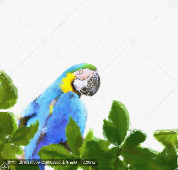 金剛鸚鵡畫