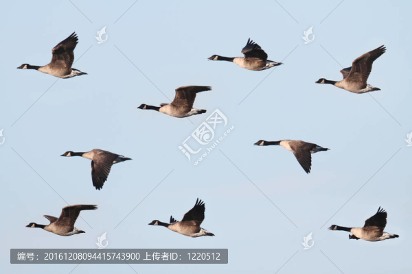 加拿大鵝（黑雁黃花）在飛行