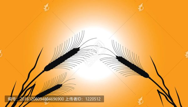 日落時小麥的耳朵