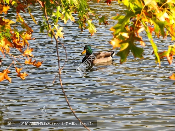 葉子和一只鴨子在水上