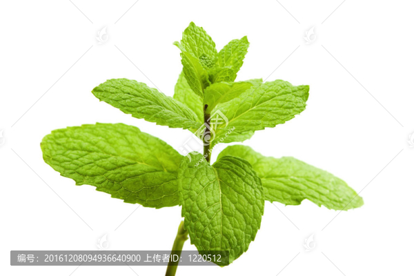 綠薄荷