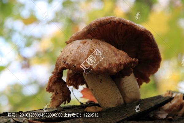 蘑菇