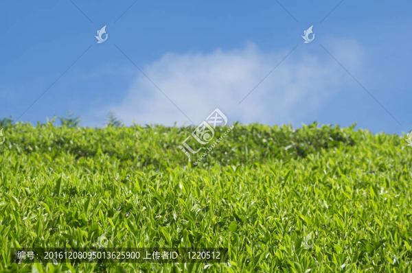 茶園
