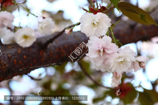 櫻花