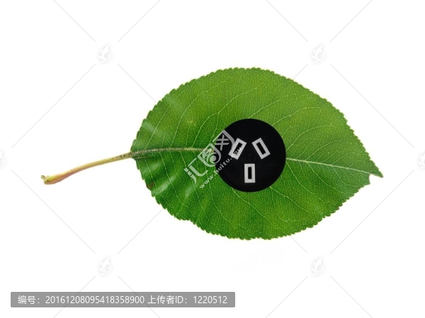 綠色的葉子