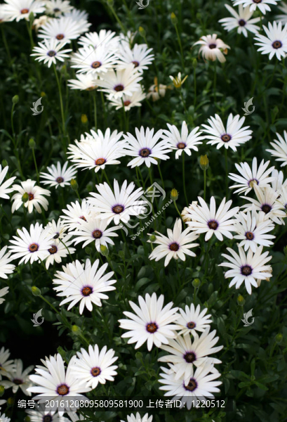 雛菊花
