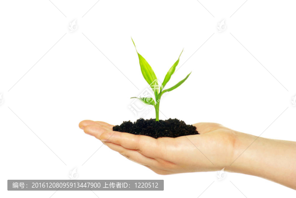 植物在手