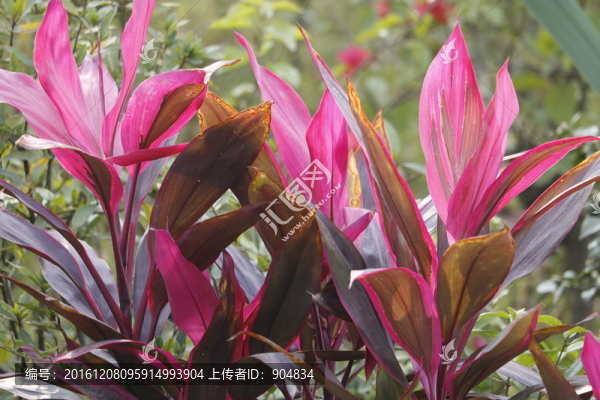 朱蕉