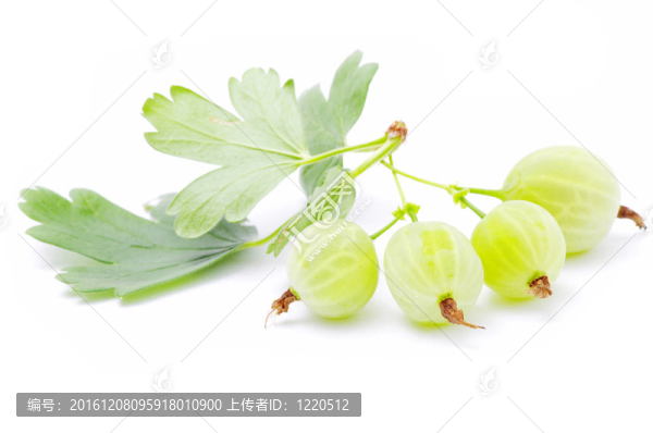 醋栗