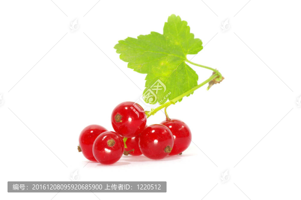 紅醋栗
