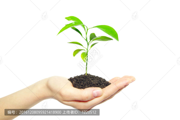 植物在手