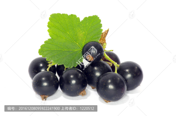 黑加侖