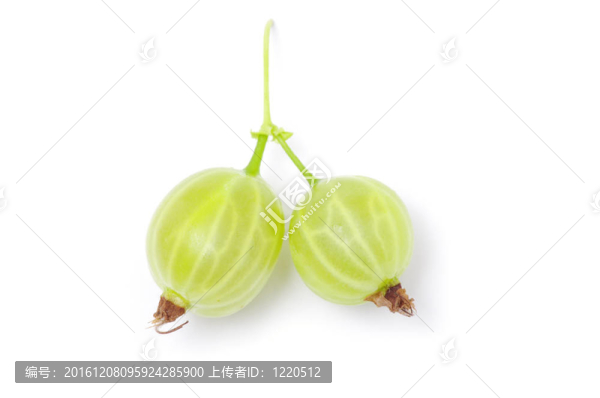 醋栗