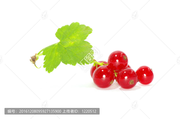 紅醋栗