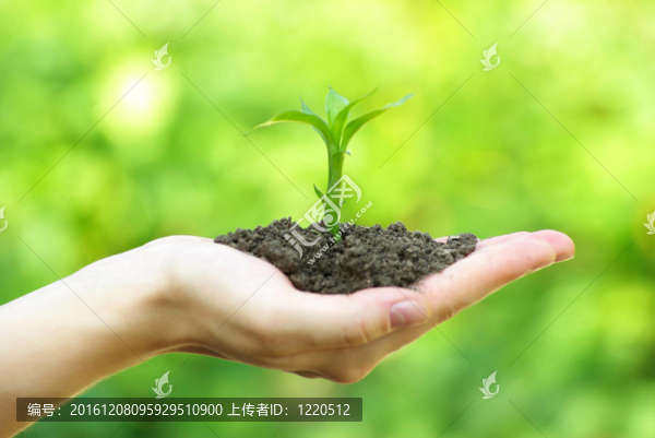 植物在手