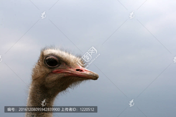 鴕鳥
